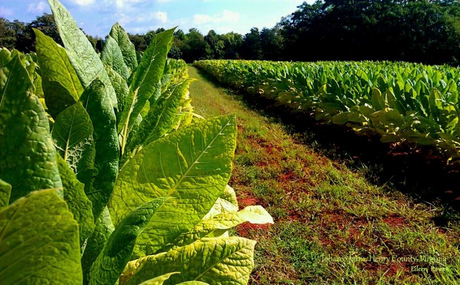 Nicotiana tabacum - Virginian Tobacco SEED - 100 SEED - GROW YOUR OWN