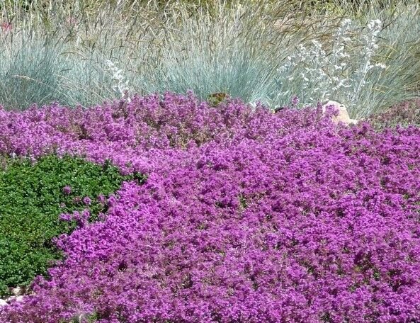 creeping thyme mother of thyme
