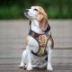 Raggystylzs Dog Harness