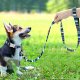 Raggystylzs Dog Leash