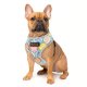 Raggystylzs Dog Vests