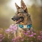 Raggy Stylz's Customized Floral Print Personalized Dog Collar