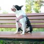 Raggystyls & Di-Dog Soft Breathable Mesh Dog Harness w Reflective "No-pull" Sports/Outdoor