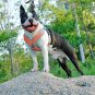 Raggystyls & Di-Dog Soft Breathable Mesh Dog Harness w Reflective "No-pull" Sports/Outdoor