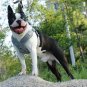 Raggystyls & Di-Dog Soft Breathable Mesh Dog Harness w Reflective "No-pull" Sports/Outdoor