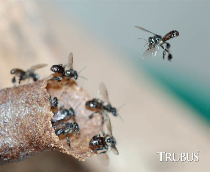 Trigona sp. Colony sp