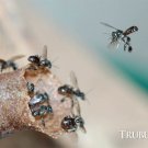 Trigona sp. Colony sp