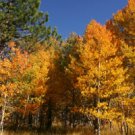 Carson Valley