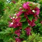 5 Green Bougainvillea "Pink Pixie" Tree Cutting