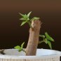 5 Green Bougainvillea "Pink Pixie" Tree Cutting