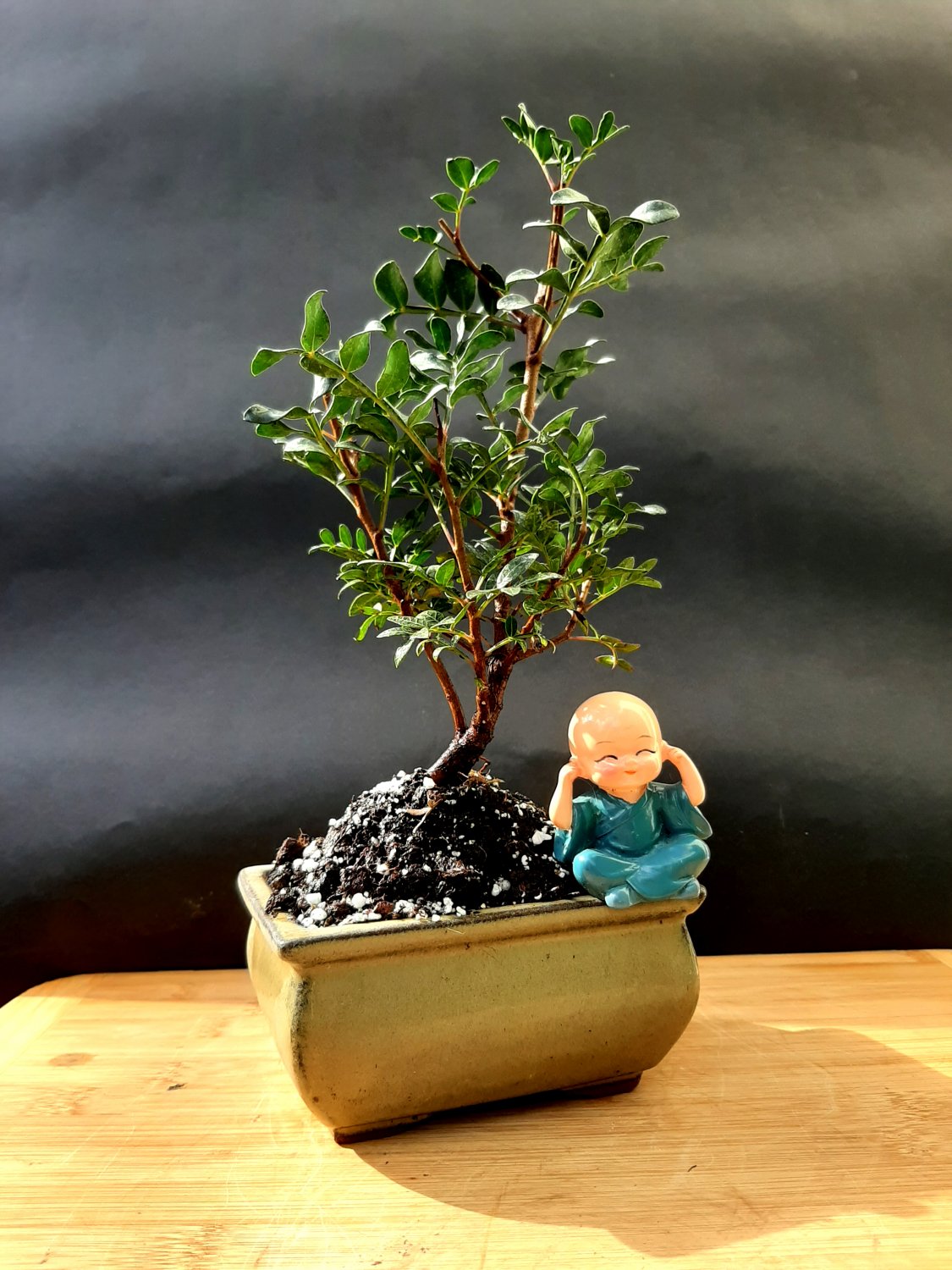 Micro Bonsai Pistacia lentiscus tree Mastic Tree - Pistachier Lentisque