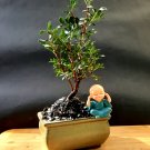 Micro Bonsai Pistacia lentiscus tree Mastic Tree - Pistachier Lentisque