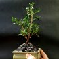 Micro Bonsai Pistacia lentiscus tree Mastic Tree - Pistachier Lentisque