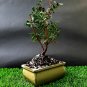 Micro Bonsai Pistacia lentiscus tree Mastic Tree - Pistachier Lentisque