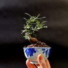 Operculicarya Decaryi Micro Bonsai- Natural bonsai - Exotic from Madagascar