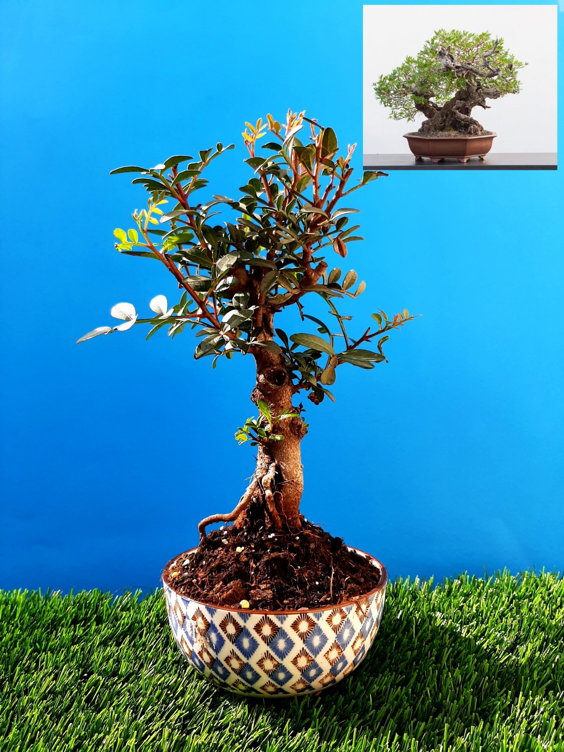 Bonsai Pistacia lentiscus Exotic plant Mastic Tree Very old plant