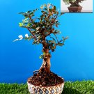 Bonsai Pistacia lentiscus Exotic plant Mastic Tree Very old plant