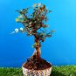 Bonsai Pistacia lentiscus Exotic plant Mastic Tree Very old plant