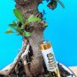 Bonsai Pistacia lentiscus Exotic plant Mastic Tree Very old plant