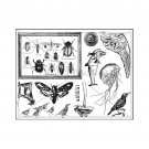 Unmounted/Uncut Rubber Stamp Sheet, Beetles, Moth, Birds, Goat, Wing, Coin, Sea