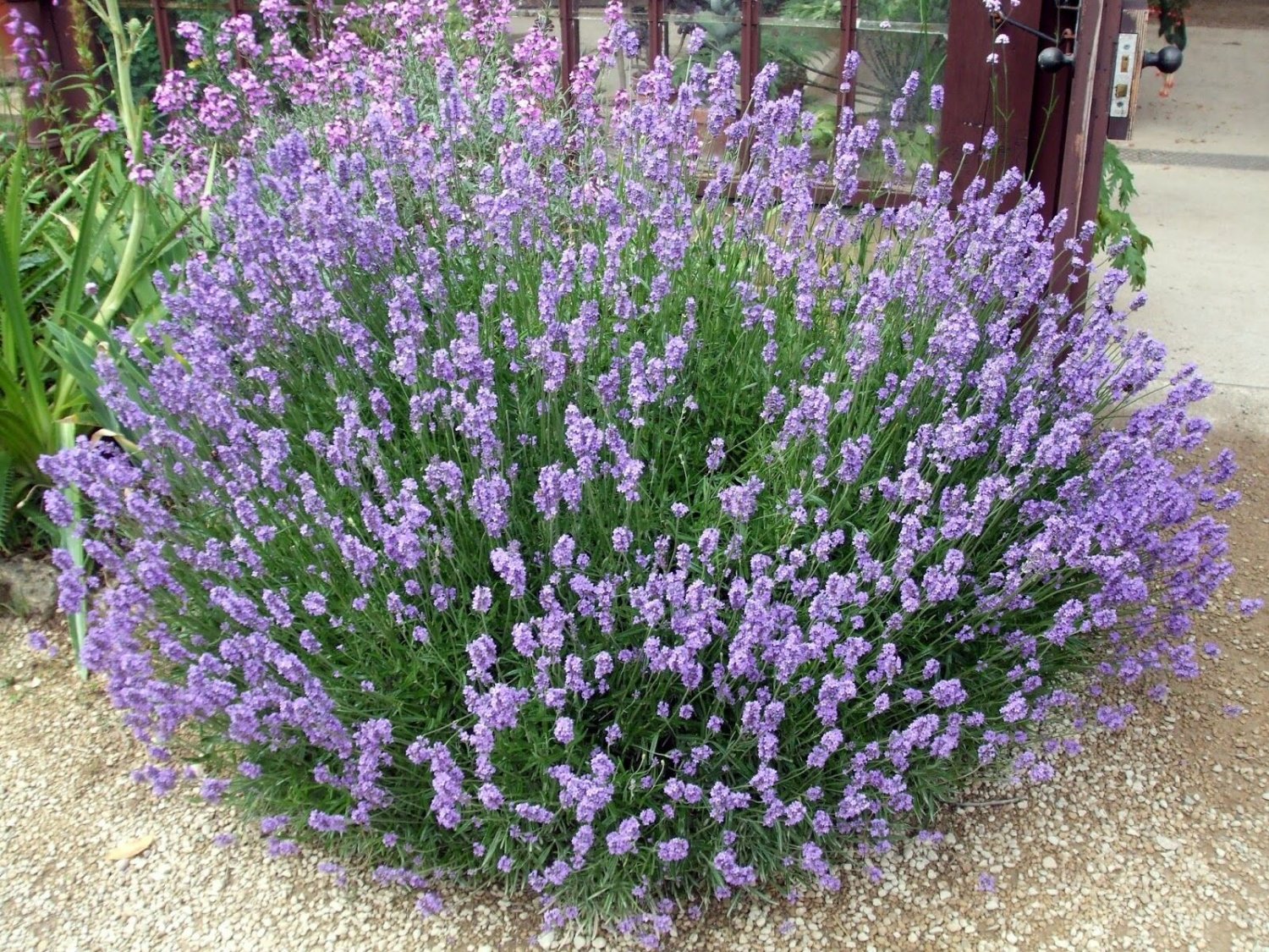 200+ seeds! Lavender Seeds - Lavandula Angustifolia Vera