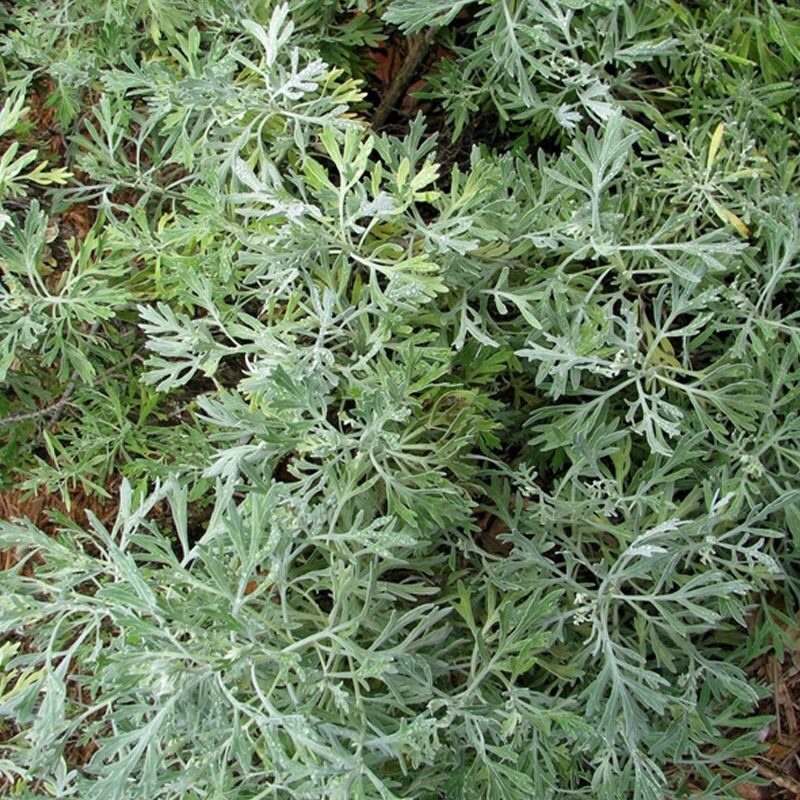 2000+ WORMWOOD ABSINTHE SEEDS ARTEMISIA ABSINTHIUM MOSQUITO PESTS DEER ...