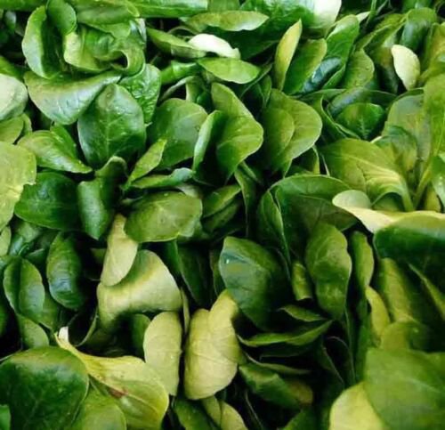 MACHE SALAD 1000 SEEDS VEGETABLES OPEN-POLLINATED MICRO-GREENS NON-GMO ...