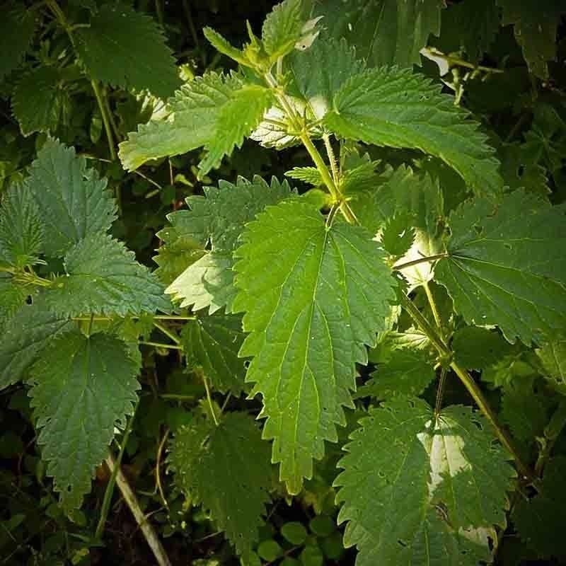 2000 STINGING NETTLE SEEDS INSECT DEER FLY REPELLENT PERENNIAL HERB MEDICINAL US