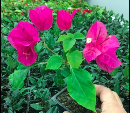 Bougainvillea - 'Oh My My'