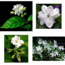 Jasmine Plant Arabian Tea Maid of Orleans 4" Pot Live Plant Indoor or Outdoor