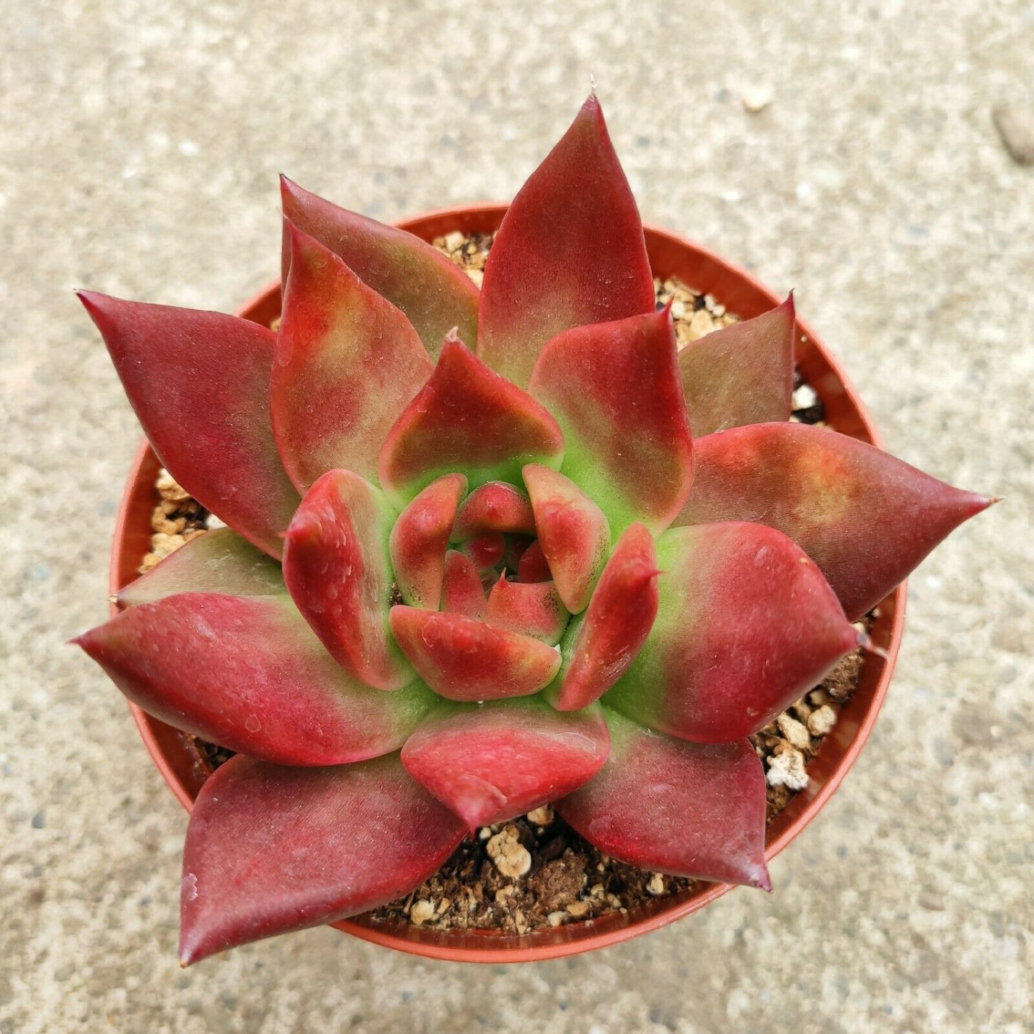 Echeveria Agavoides Scarlet Rare Succulent Plant Shown in 4 Pot