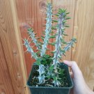 Echeveria 'Devotion' Succulent Plant 4 Inch