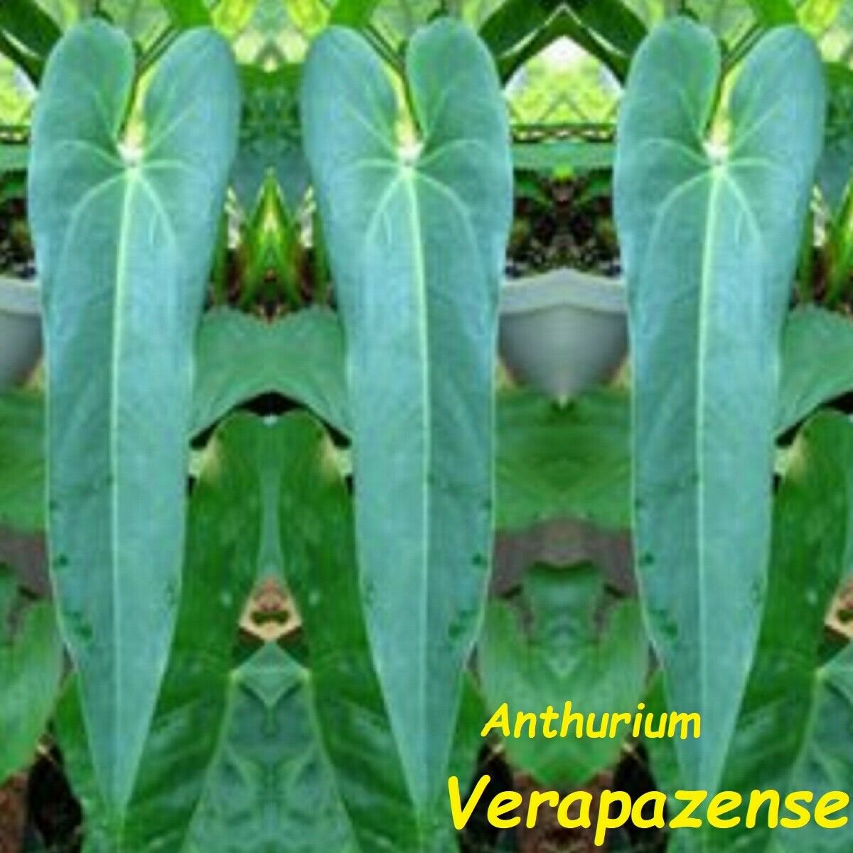 Anthurium polyschistum #26 - Rare Exotic Aroid Plants and Fast Shipping- shops Pls read description