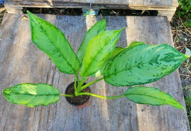 Aglaonema "Cecilia"Gorgeous Houseplant Air Purifying Bare Root Beautiful!