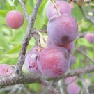 Beach Plum, Prunus maritima, 30 Shrub Seeds (Showy, Edible, Hardy, Fast)