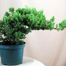 Japanese Bonsai Tree Pot Nana Live Flowering House Plant Indoor Garden Best Gift