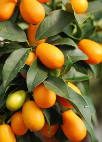 Fortunella Crassifolia Meiwa Meiwa Sweet Kumquat Tree Seeds 