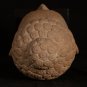 Antique Dvaravati Style Thai Stone Buddha Head Statue - 35cm/14"