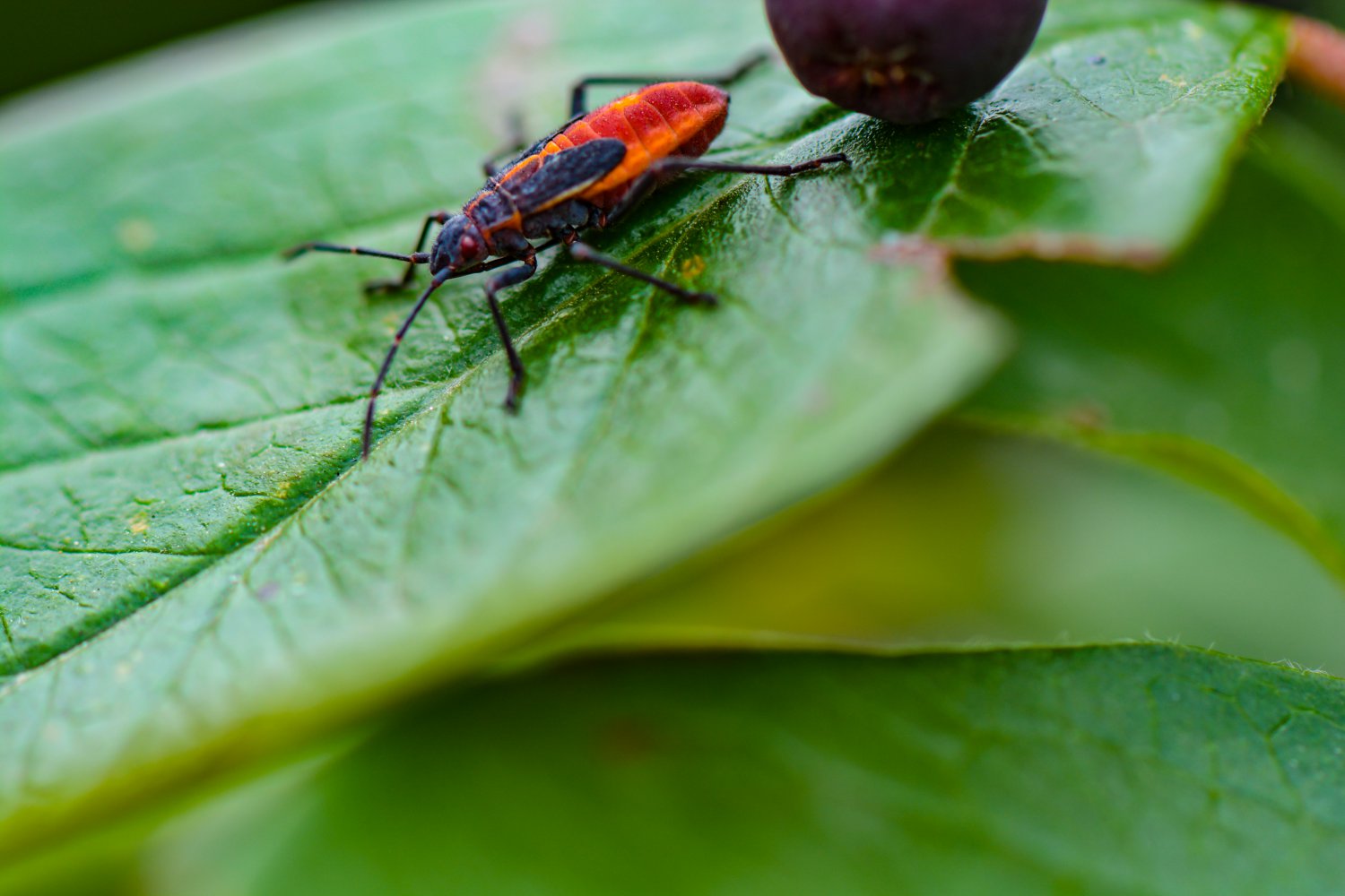 Baby Maple Bug On Green Leaf Digital Art Image Photograph