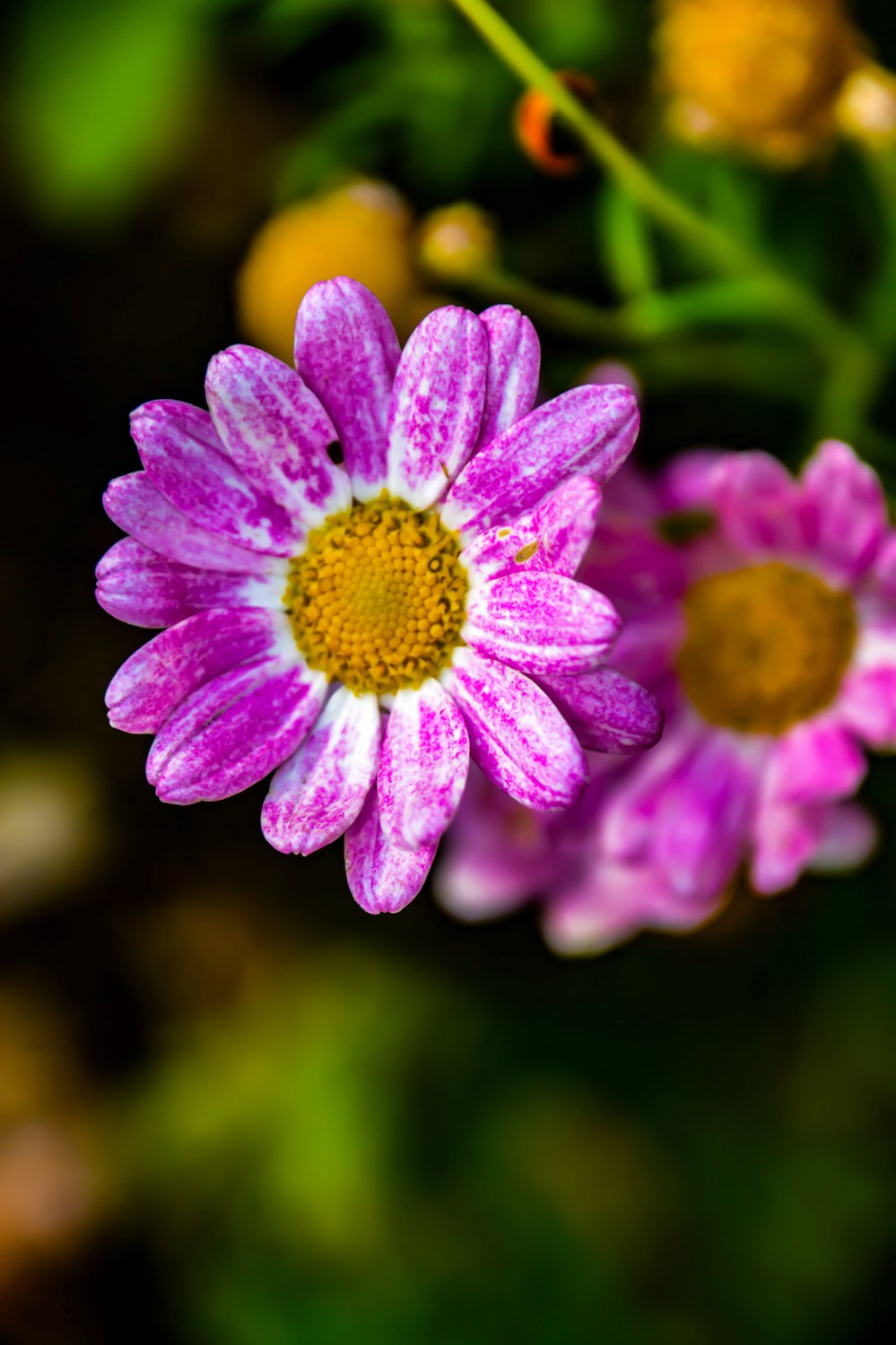 Pink Fall Flower Digital Art Image Photograph