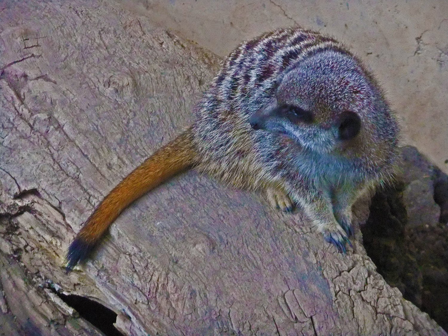 Meerkat Crouches Digital Art Image Photograph