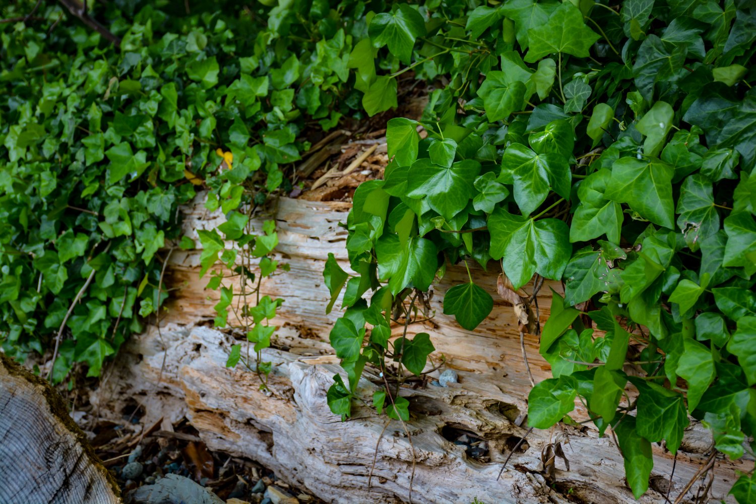 Vine Covered Log Digital Art Image Photograph
