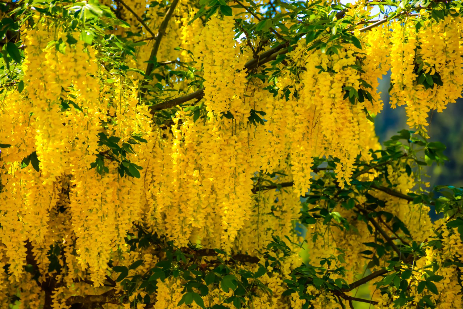 Yellow Flower Cluster Tree Digital Art Image Photograph