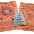 Sack of 60 Real Mexican Jumping Beans For Sale