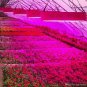 300W 600W Full Spectrum LED Grow Light Hydroponics Indoor Plants, LED Grow Lamp