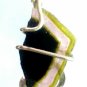 16.20 Tri Color Tourmaline Slice Sterling Silver Art Wrap Pendant Hand Crafted