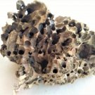 Natural piece of unknown tree (030)