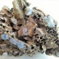 Natural piece of unknown tree (030)