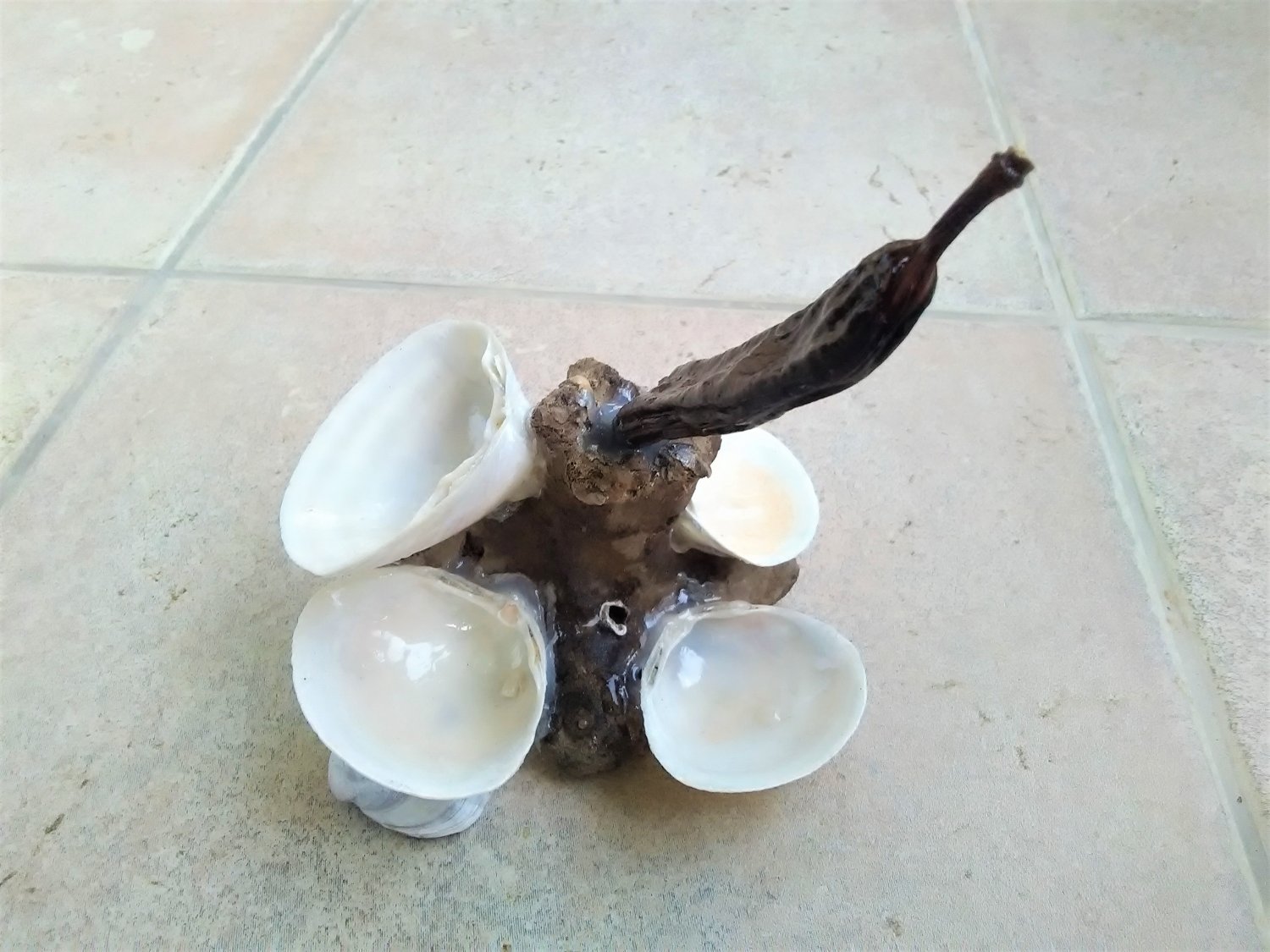 Handmade composition with natural sea sponge, 6 Seashells Spisula Solida and 1 carob (025)