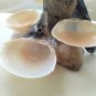 Handmade composition with natural sea sponge, 6 Seashells Spisula Solida and 1 carob (025)